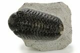 Bargain, Morocops Trilobite - Ofaten, Morocco #340913-1